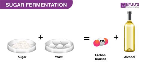 Growing Yeast: Sugar Fermentation .